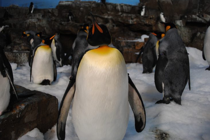 Penguins at SeaWorld San Antonio.