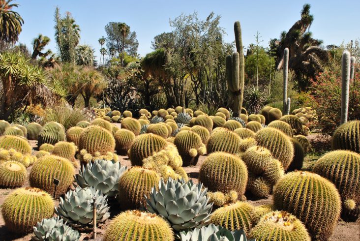 Cacti at Huntington Gardens.