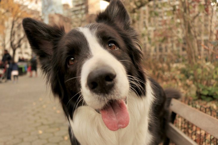 Dog in New York City.