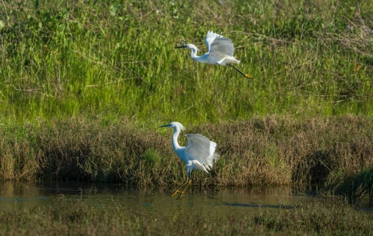 mud lake bird watching