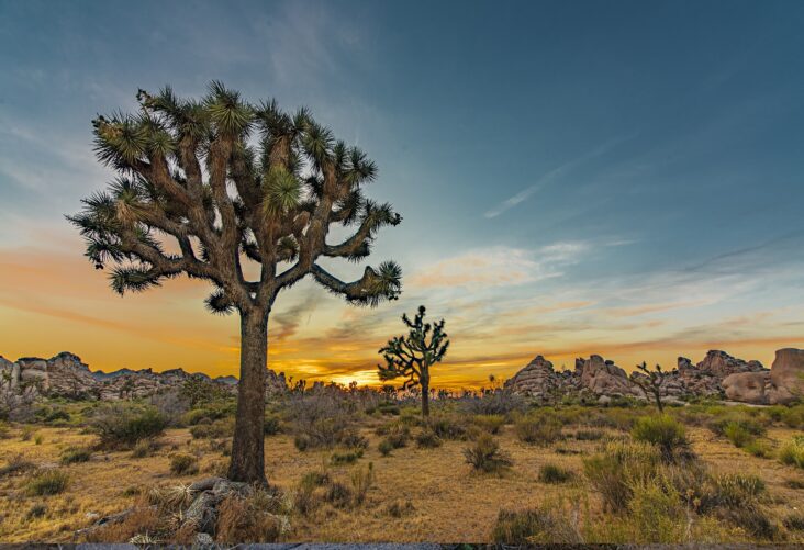 Joshua Tree National Park